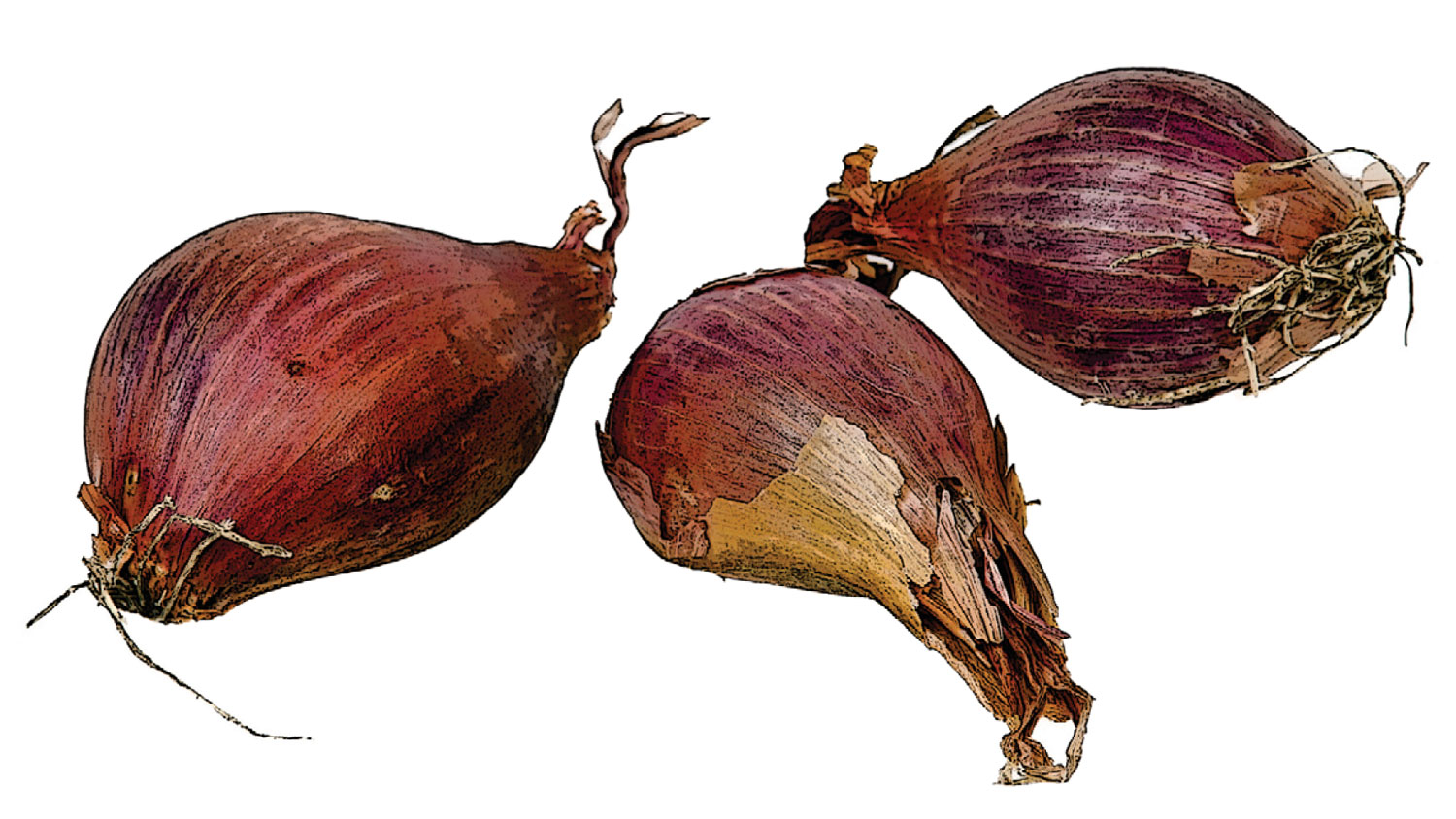 Shallots and Leeks: Lesser Known Onion Cousins - Organic Gardening