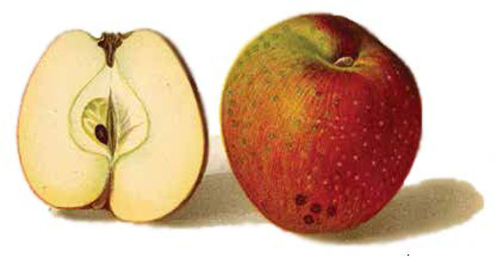 inside outside apple illustration