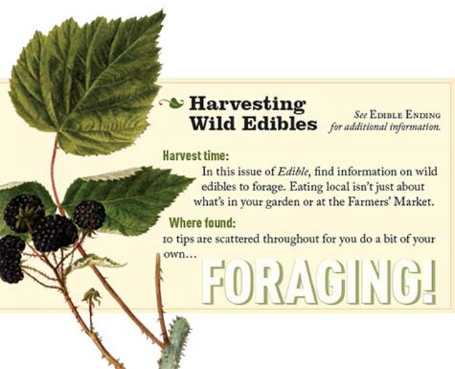 harvesting wild edibles