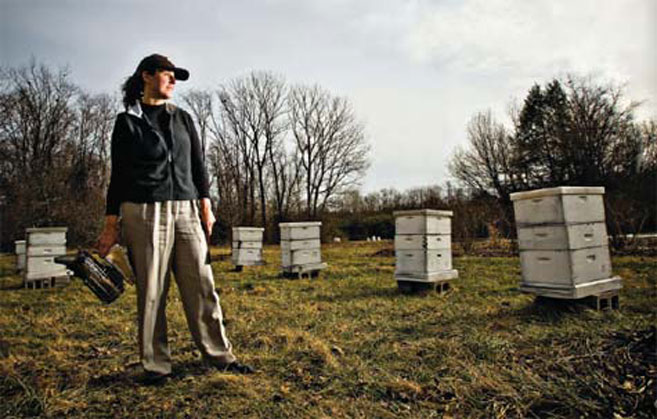 tammy horn beekeeping
