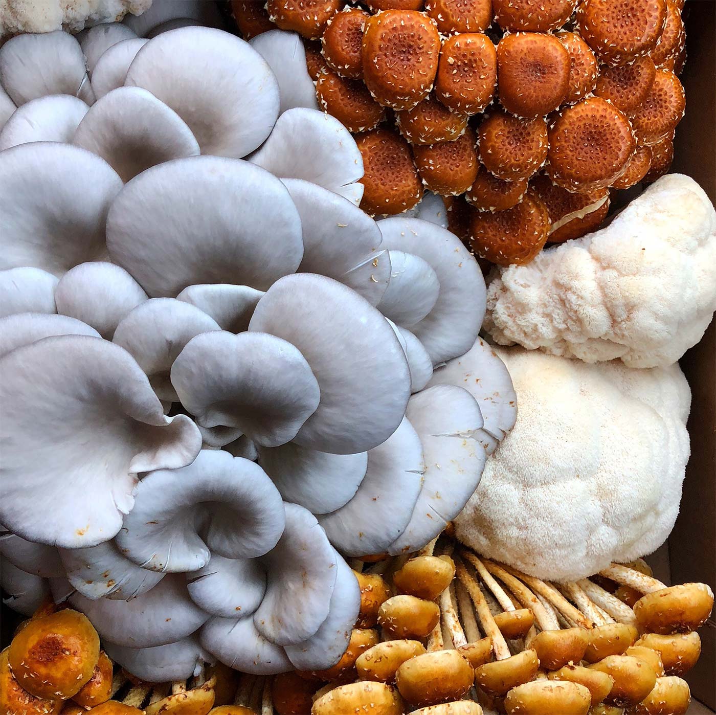 Upper right and lower right: Cinnamon Caps or Chestnut mushrooms. Middle right: Lion’s Mane. At left: Blue Oyster.