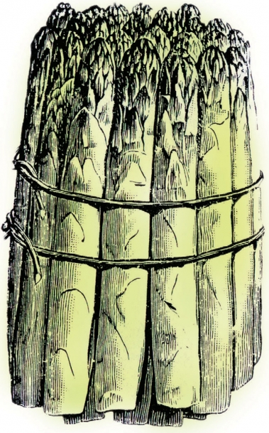 bundle of asparagus illustration
