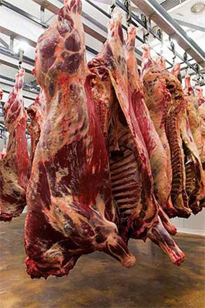 slaughter pigs in warehouse drying out