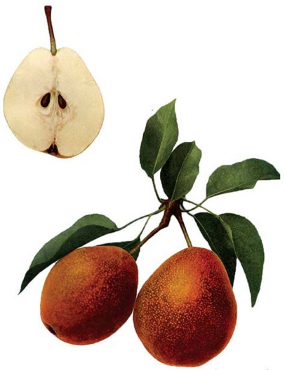 Colour plate from The Pears of New York (1921) depicting the Kieffer pear cultivar.