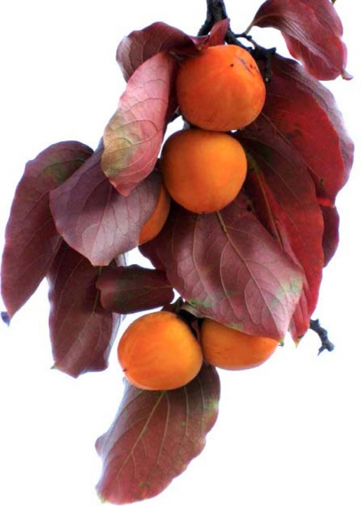 ripe persimmons and leaves from tree