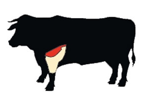 beef brisket cow illustration
