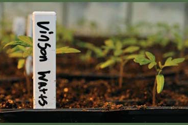 Vinson Watts bean plant sprouts