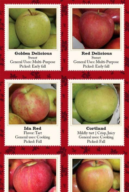 types of apples chart