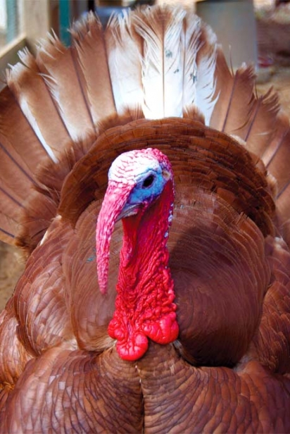 Red Turkey