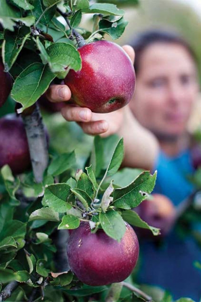 Woodland Farm in Oldham County, horticulturist, Stephanie Tittle, picks Arkansas Black Apple