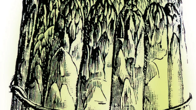 bundle of asparagus illustration
