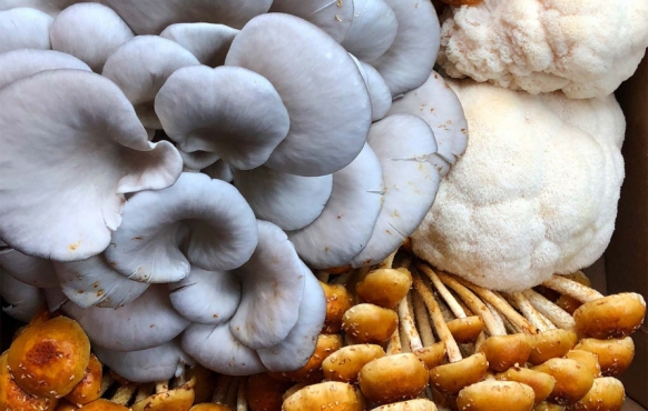 Upper right and lower right: Cinnamon Caps or Chestnut mushrooms. Middle right: Lion’s Mane. At left: Blue Oyster.